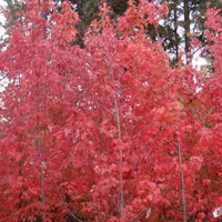 Image of Scarlet Sentinel 