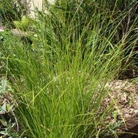 Image of Sedge Tall 