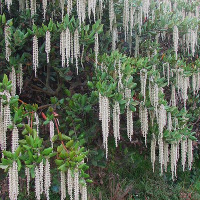 Image of Silk Tassel Bush