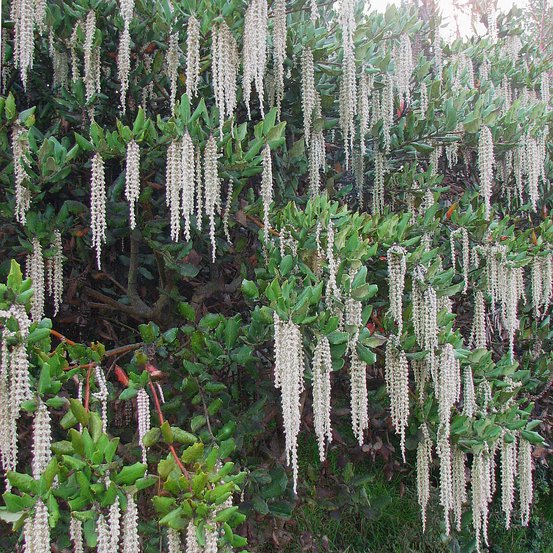 Image of Silk Tassel Bush