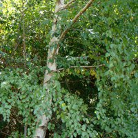 Image of Silver Birch 