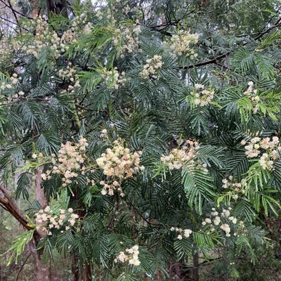 Image of Silver Wattle 
