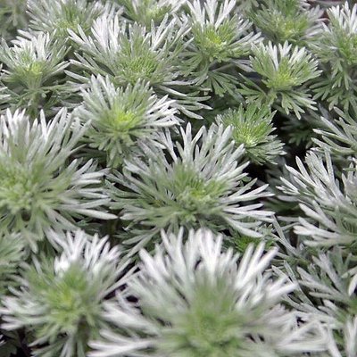 Image of Silver Wormwood