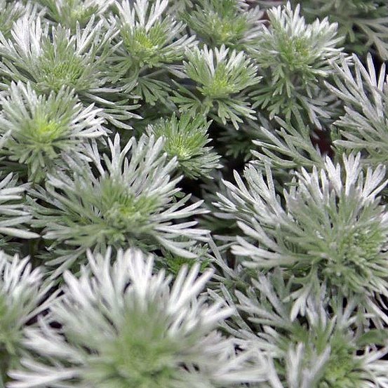 Image of Silver Wormwood