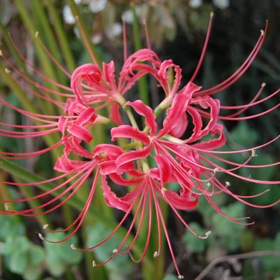 Image of Spider Flower