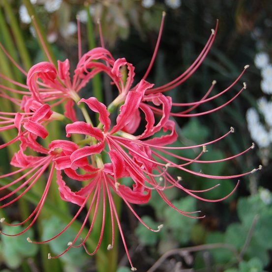 Image of Spider Flower
