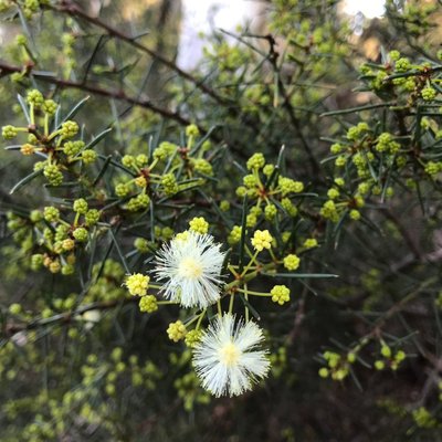 Image of Spreading Wattle 