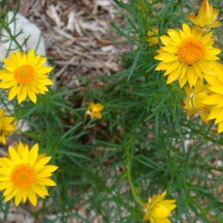 Image of Sticky Everlasting 