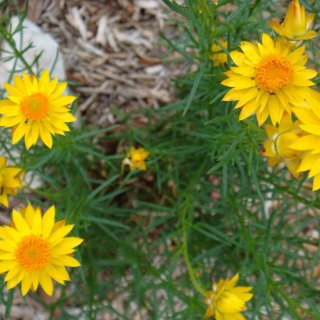 Image of Sticky Everlasting 