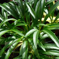 Image of Stinking Hellebore 