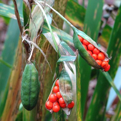 Image of Stinking Iris
