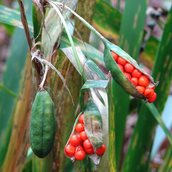 Image of Stinking Iris