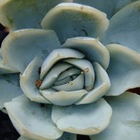 Image of Succulent – rosette forming 