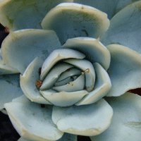 Image of Succulent – rosette forming 