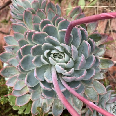 Image of Succulent – small clump forming 