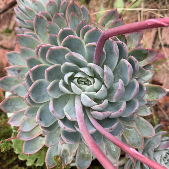 Image of Succulent – small clump forming 