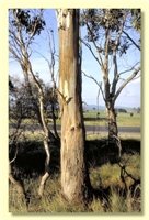 Image of Swamp Gum