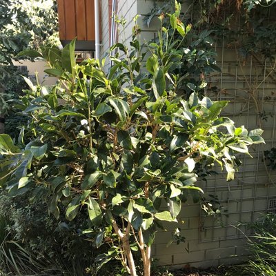 Image of Sweet Osmanthus 