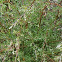 Image of Tea Tree (Leptospermum brevipes)