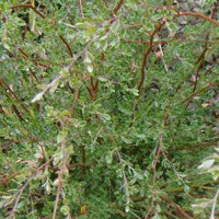 Image of Tea Tree (Leptospermum brevipes)