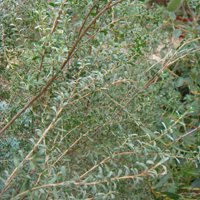 Image of Tea Tree (Leptospermum obovatum) 