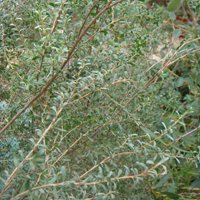 Image of Tea Tree (Leptospermum obovatum) 