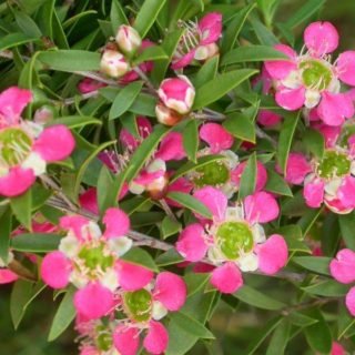 Image of Tea Tree (Aphrodite) 