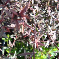 Image of Tea Tree (Burgundy Queen) 