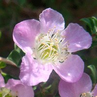 Image of Tea Tree (Lavender Queen) 