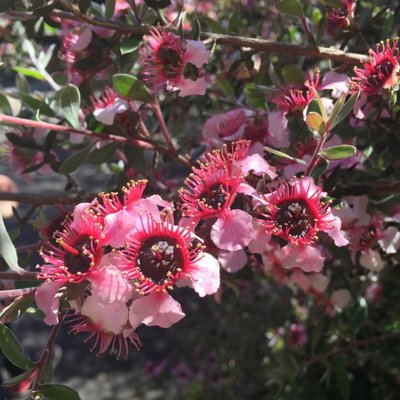Image of Tea Tree (Mesmer Eyes) 