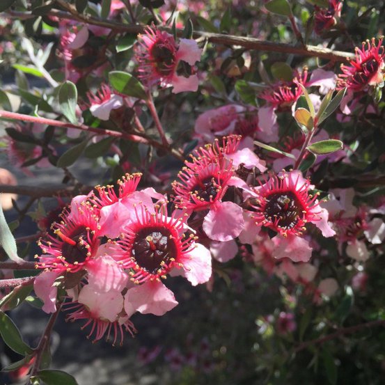 Image of Tea Tree (Mesmer Eyes) 