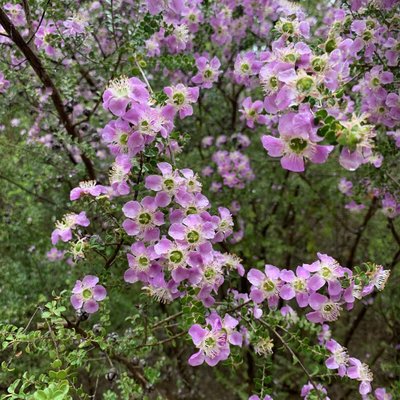 Image of Tea Tree (Round Leaf) 