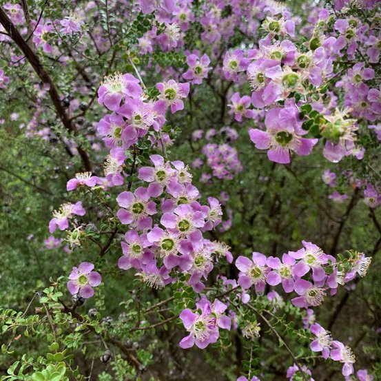 Image of Tea Tree (Round Leaf) 