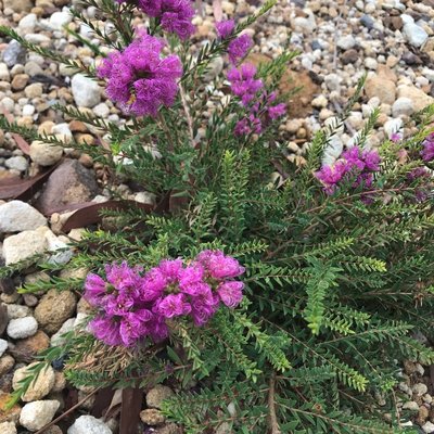 Image of Thyme Honey Myrtle 