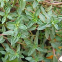 Image of Thyme Wild 