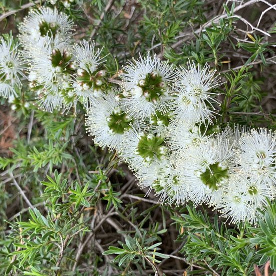 Image of Tick Bush 