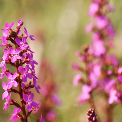 Image of Trigger Plant 