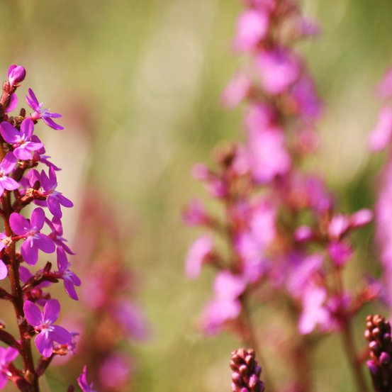 Image of Trigger Plant 