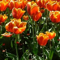 Image of Tulip 