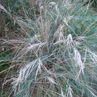Image of Tussock Grass (Poa poiformis) 