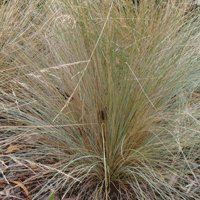 Image of Tussock Grass (Poa labillardieri) 