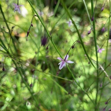 Image of Vanilla Lilly 