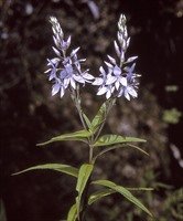 Image of  Derwent speedwell