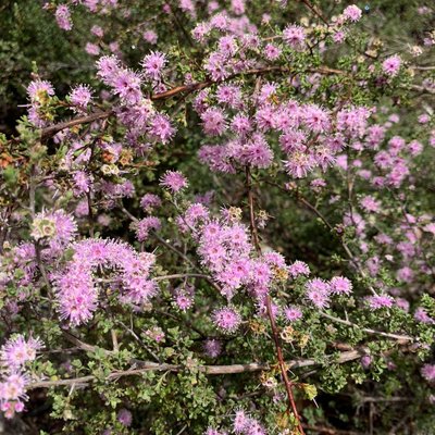 Image of Violet Kunzea