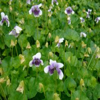 Image of Violet (Native) 