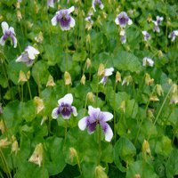 Image of Violet (Native) 