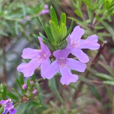 Image of Violet Skies 