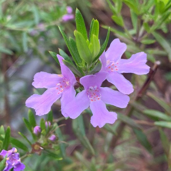 Image of Violet Skies 