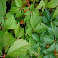 Image of Virginia Creeper 