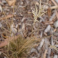 Image of Wallaby Grass 